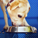 Canine Nutrition: How Diet Affects Behaviour