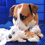 Canine Separation Anxiety Webinar