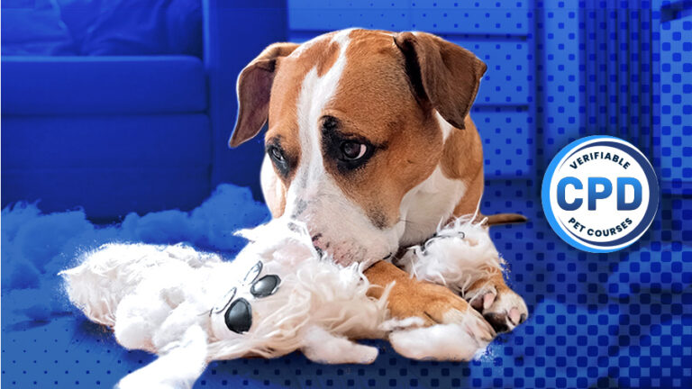 View of Online Courses - Pet Education and Training