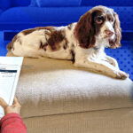 Diploma in Companion Animal Behaviour Counselling (Canine) + Mentorship