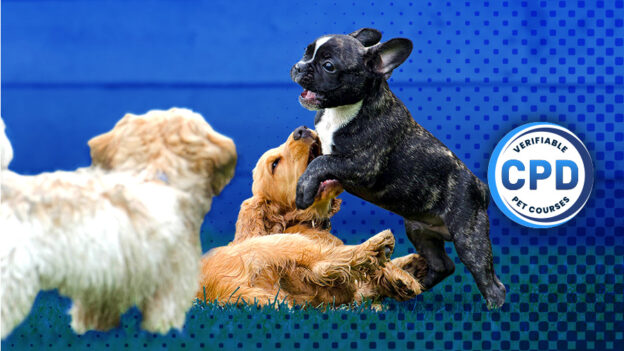 Pet Course Pet Education and Training Courses - Canine & Feline Distance Learning